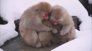 УСПОКАИВАЮЩАЯ ОЧЕНЬ КРАСИВАЯ РАССЛАБЛЯЮЩАЯ МУЗЫКА