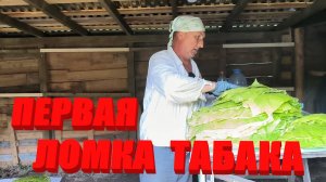 Сезон УБОРКИ ТАБАКА открыт. Наша ЖИЗНЬ В ДЕРЕВНЕ.