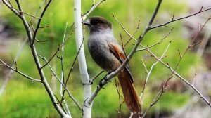 Пение птиц. Птицы. Природа. Пение птицы Кукша. Мелодия леса