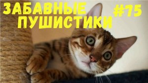 Я РЖАЛ ДО СЛЕЗ 😹 СМЕШНЫЕ КОШКИ И СОБАКИ  СМЕШНЫЕ ЖИВОТНЫЕ 2025 😹 ЛУЧШИЕ ПРИКОЛЫ #75