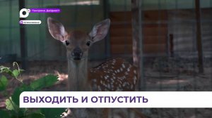 Животных из центра «Тигр» выпустят в естественную среду обитания здоровыми и окрепшими
