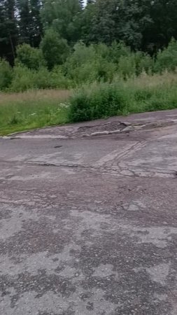 кот Ярик