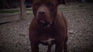 #pitbull HALK DRAGON LIFE @DragonlifeAgop