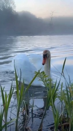 На посадку 🦢