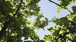 Медитация для расслабления. Исцеляющая Медитация. Наполнение энергией.