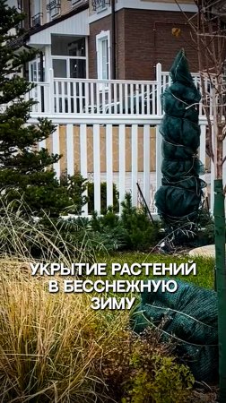 Укрытие растений в бесснежную зиму