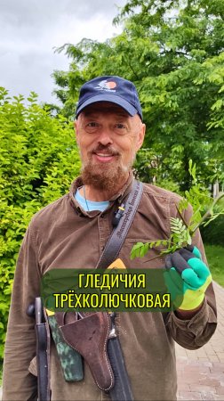 Гледичия трехколючковая в монастырском саду Площанской пустыне