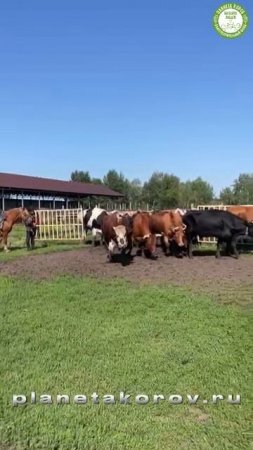 🐄🌿 Каждое утро на Планете Коров мы с радостью выпускаем счастливых коров на зелёные просторы
