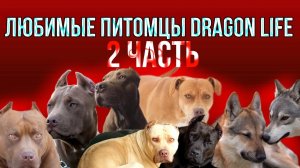 Наши любимые питомцы Dragon life. 2 часть.