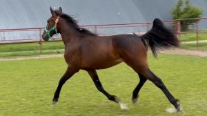 Таврия ВП (Kash’s Cantab - Global Tail)  26.03.2024