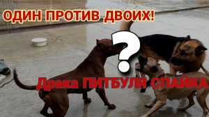 ДРАКА СПАЙКА! Питбуль драка. питбуль/драка/спайк