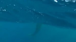 Electric Light Orchestra - The Whale (With Whale footage)