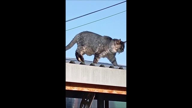 Кот. Кос.
