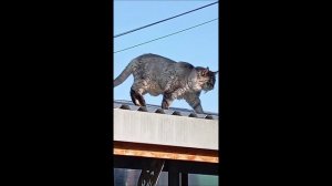 Кот. Кос.