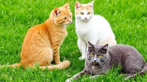 😹Красивые Кошки и Котята играют на траве🔥