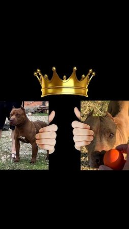 Pitbulls Dragon Life #blackwolf #pitbull #питбулиdragonlife #shorts