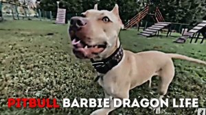 #pitbull Barbie Dragon Life