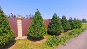 Стригу ели лесные обыкновенные 🌲