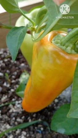 Наш огород 🥒🫑🍅 #сад #огород #растения #рассада #дача #цветы #ягоды