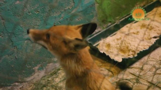 Зоопарк в комплексе отдыха и развлечений «Лагуна Юг»