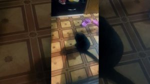 челленджи для котиков