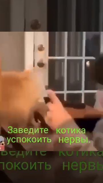 Заведите котика, говорили они😂 смотреть онлайн