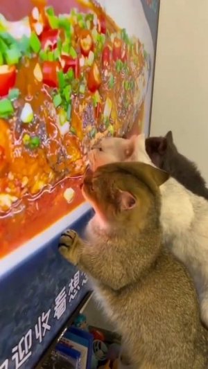 Наш TG https://t.me/liveofcats
