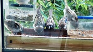 Завтрак птенца воробья в кормушке