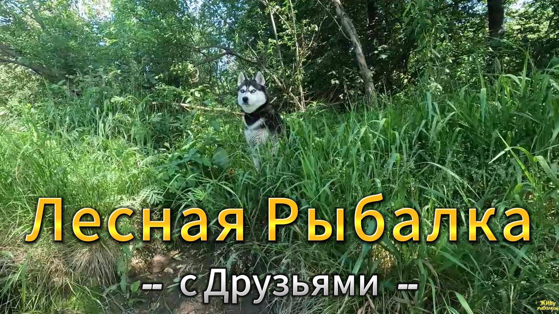 ЛЕСНАЯ РЫБАЛКА ОТДЫХ С ДРУЗЬЯМИ ПРИРОДА СКАЗКА