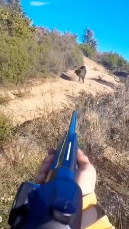 Охота на кабана 🎯🐗