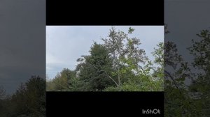 ТРЭШ, боремся с зарослями