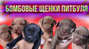 Отпадные щенки питбуля! Dragon life