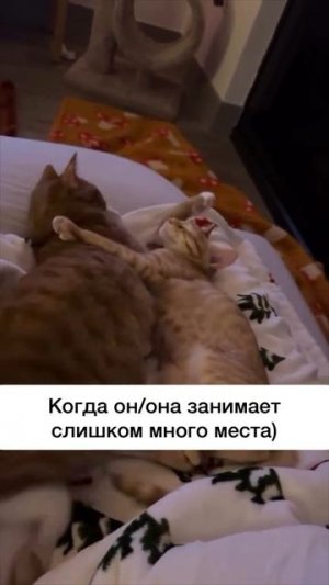 #юмор #прикол #приколы #угар #ржака #ржач #смех #смешно #кот #котики #животные #милота #весело #яппи