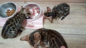 Бенгальские котята.