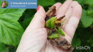 Уход за чёрной смородиной после плодоношения.
