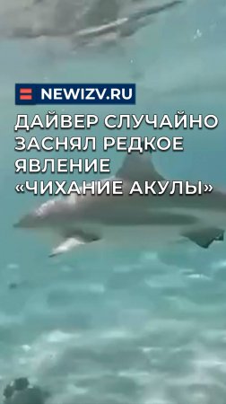 Дайвер случайно заснял редкое явление «чихание акулы»