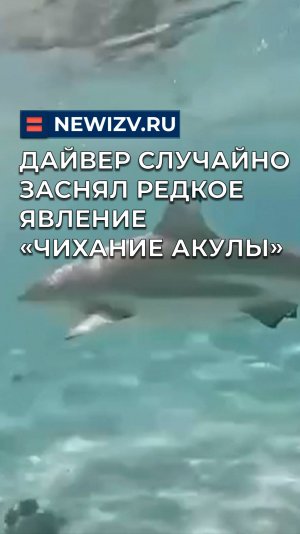 Дайвер случайно заснял редкое явление «чихание акулы»