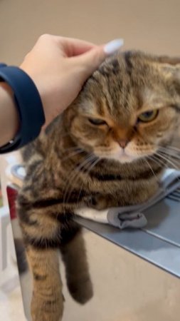 Милая шотландская вислоухая кошечка 🐱