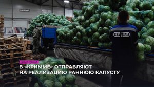 Раннюю капуст в «КРиММе» отправляют на реализацию