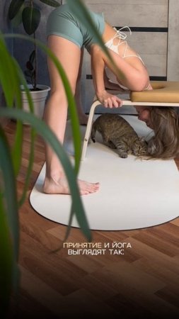 WB 28312320: надёжный стул для йоги и хвостатых наставников 😺