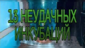 13 неудачных инкубаций осетровых