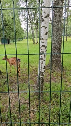 Олень без яиц