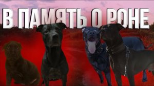В память о Роне с канала «Питбули Black Mamba»