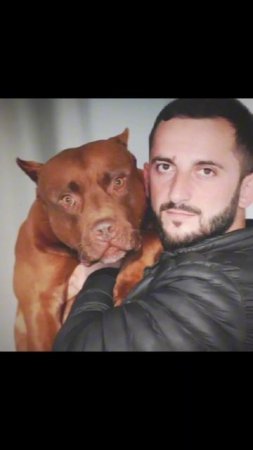 Питбули Dragon Life #питбулиdragonlife #pitbull #shorts