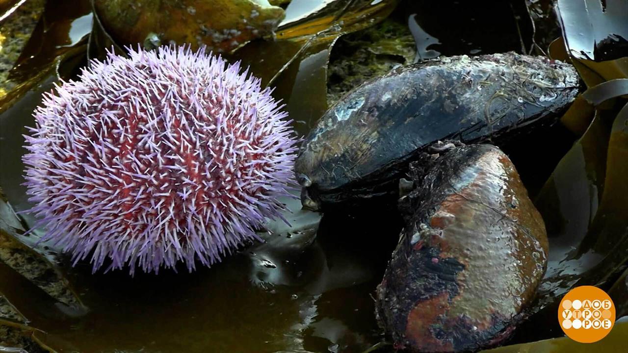 А у нас на ферме - огурцы! Морские... Доброе утро. Фрагмент выпуска от 22.07.2025