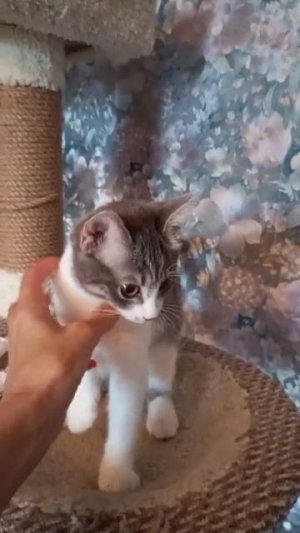 серенькая кошечка