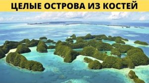 ⚡ КОРАЛЛЫ растут на КОСТЯХ погибших в ПОТОПЕ ...