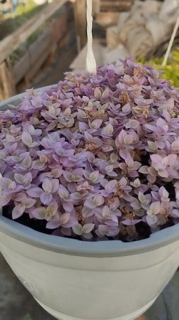 Снимаю с продаж и больше водить не буду!!!  Каллизия " Розовая пантера" !