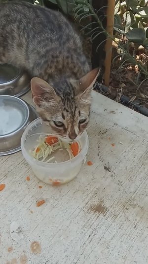 Ужасные кошки в Израиле