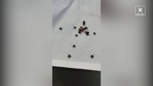 Два часа на раздумья. Чем опасны клещи, и как уберечься от их укусов